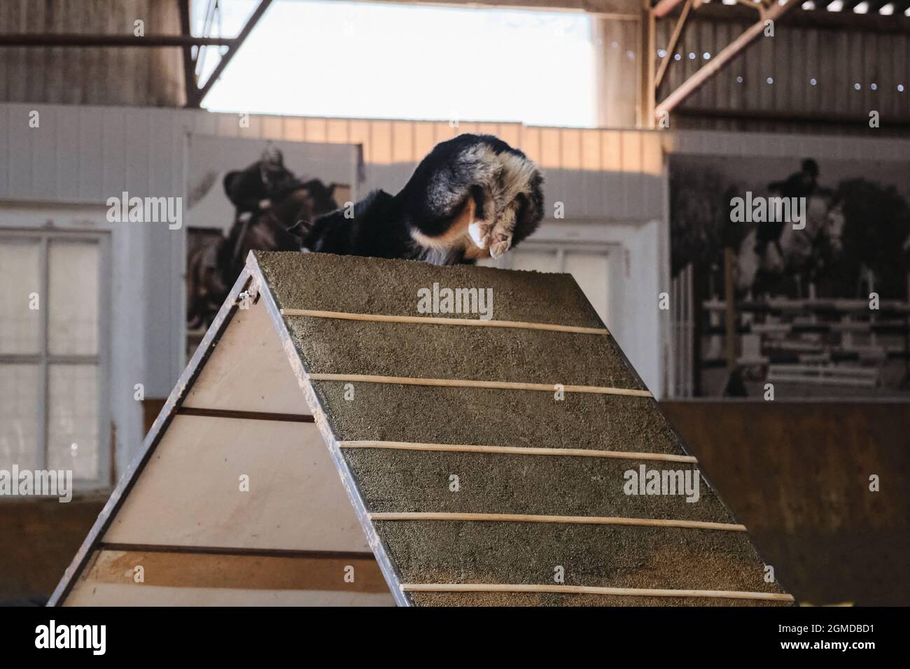 Agility-Wettbewerbe, Sportwettkämpfe mit Hund. Zukünftiger Sieger und Champion. Schwarzer dreifarbiger Australischer Schäferhund Aussie klettert eine spezielle Rutsche für tra Stockfoto