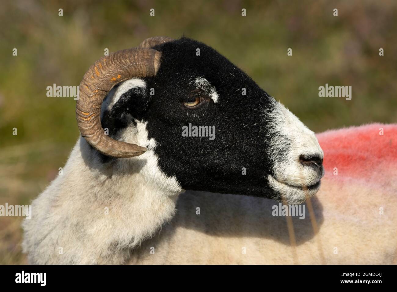 Die Swaledale ist eine Rasse von Schafen speziell für das Leben gezüchtet und gedeiht unter rauen Bedingungen. Sie haben das unverwechselbare schwarze Gesicht und sind zäh Stockfoto