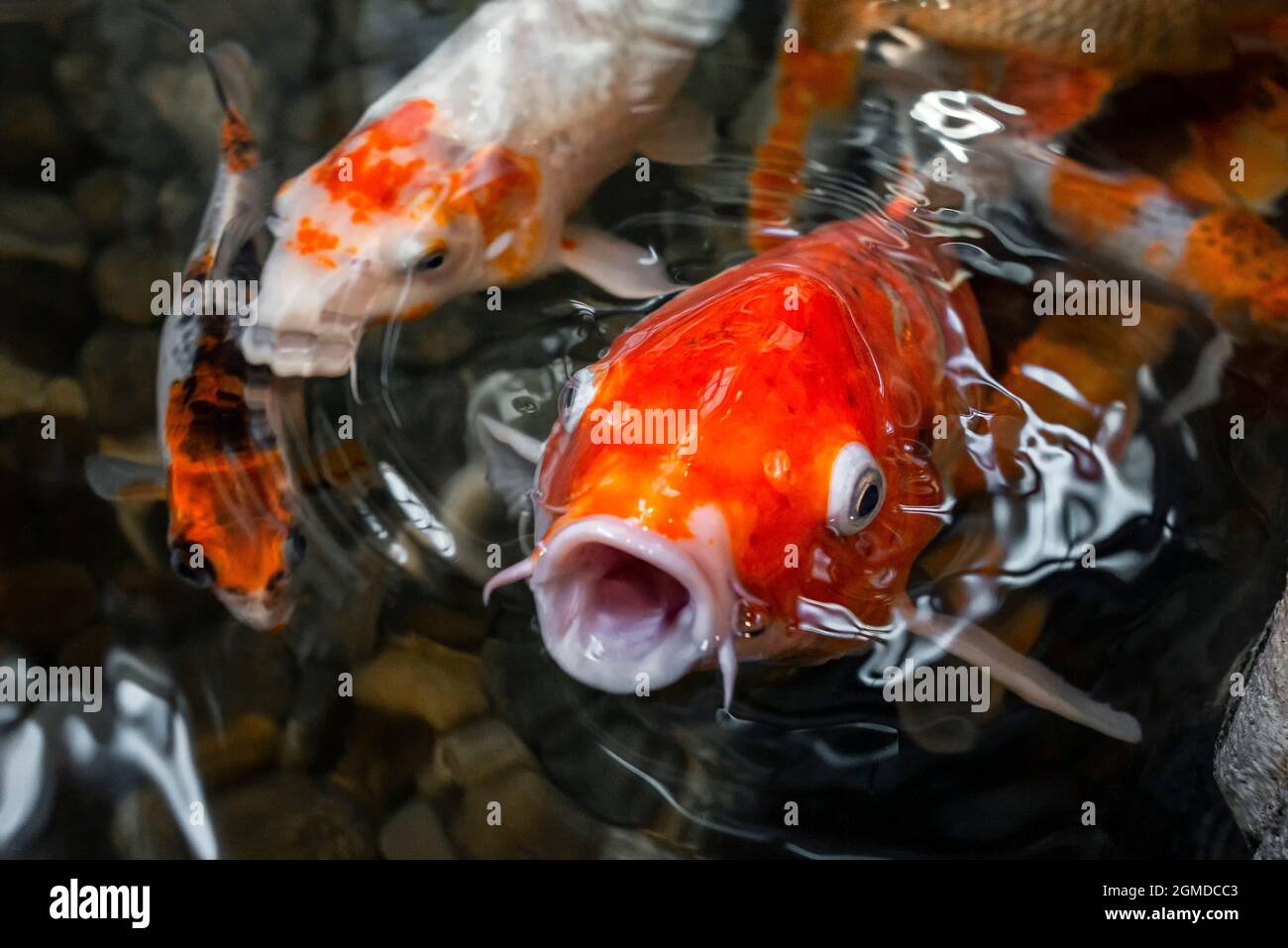 Roter Koi-Karpfenfisch mit offenem Mund im Wasser, umgeben von anderen Koi Stockfoto