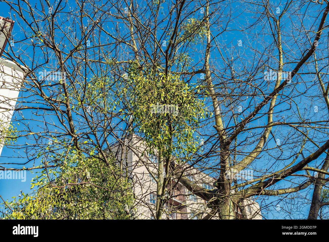 Die parasitäre Pflanze Viscum Album wächst auf einem Baum Stockfoto