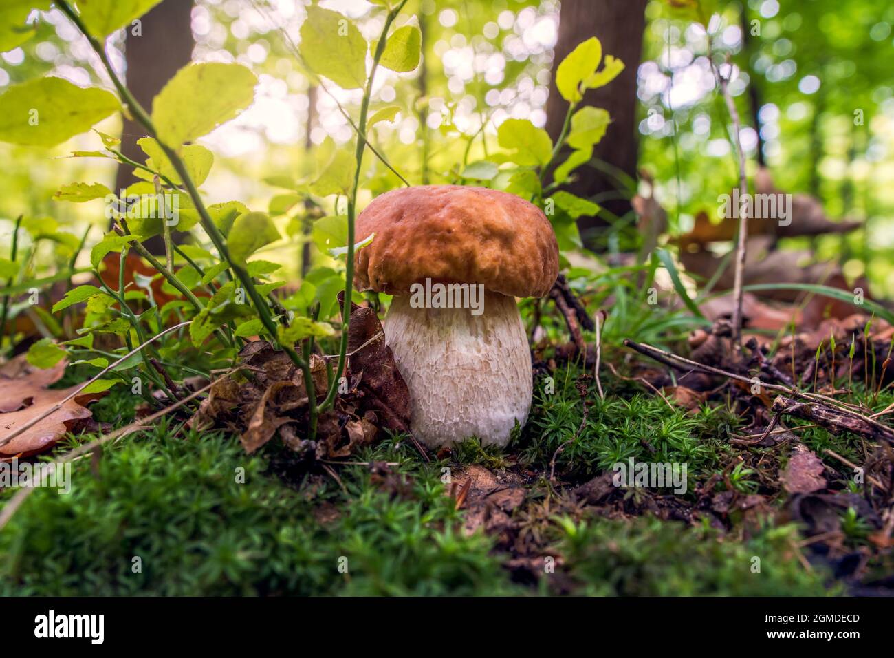 Boletus wächst im Buchenwald. Herbstliche Aromen Stockfoto