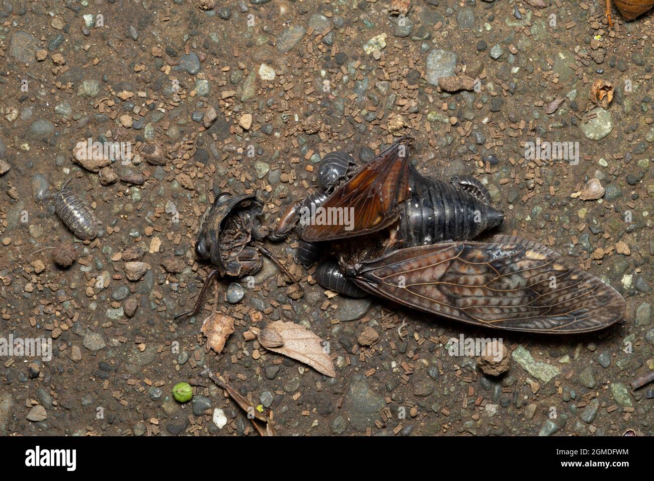 Leiche einer großen braunen Zikade ( Graphiptopsaltria nigrofuscata ), Stadt Isehara, Präfektur Kanagawa, Japan. Die Holzlaus zerlegen sie. Stockfoto