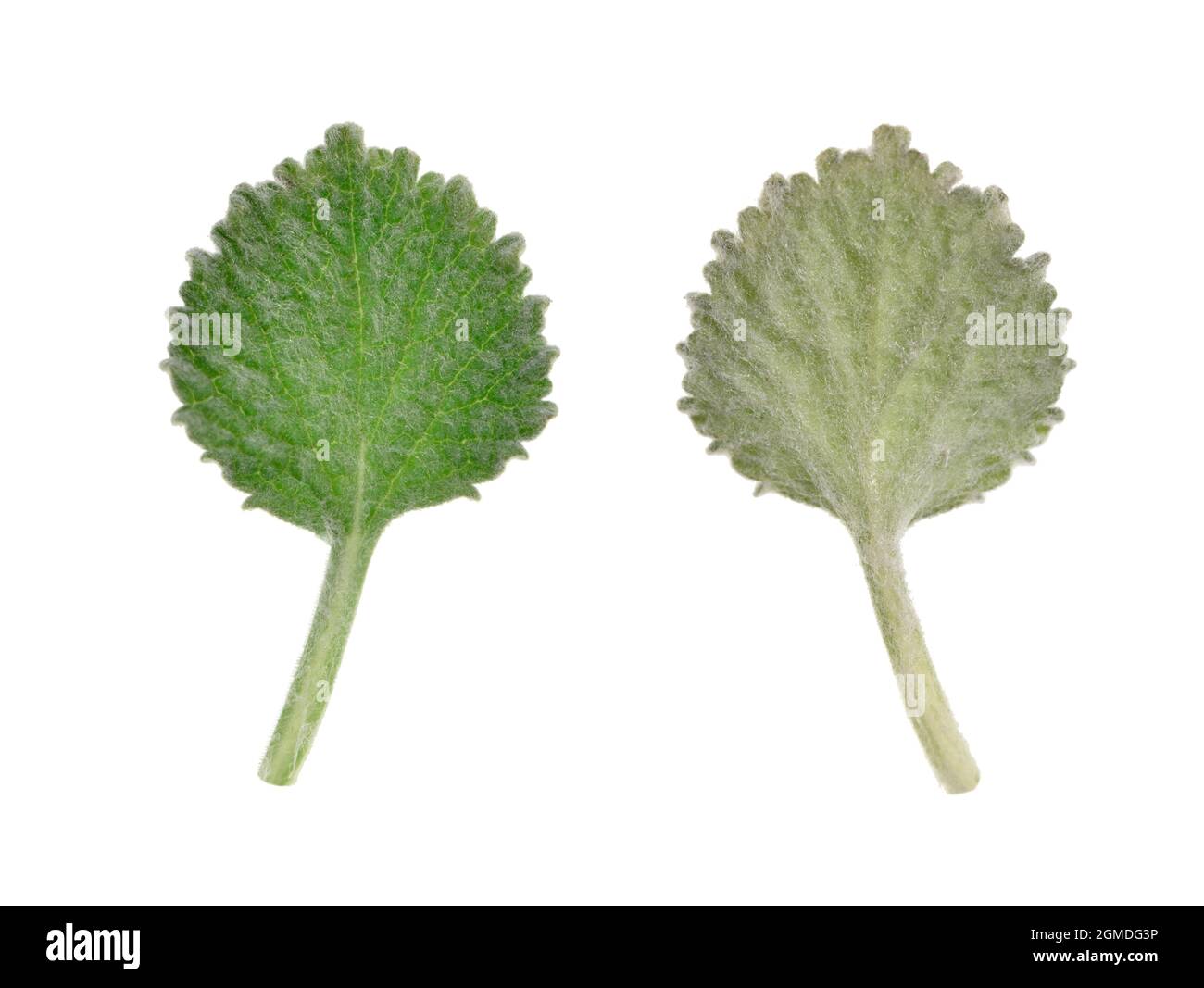 Weißer Horehound - Marrubium vulgare - Blattoberfläche (links, Unterseite (rechts) Stockfoto