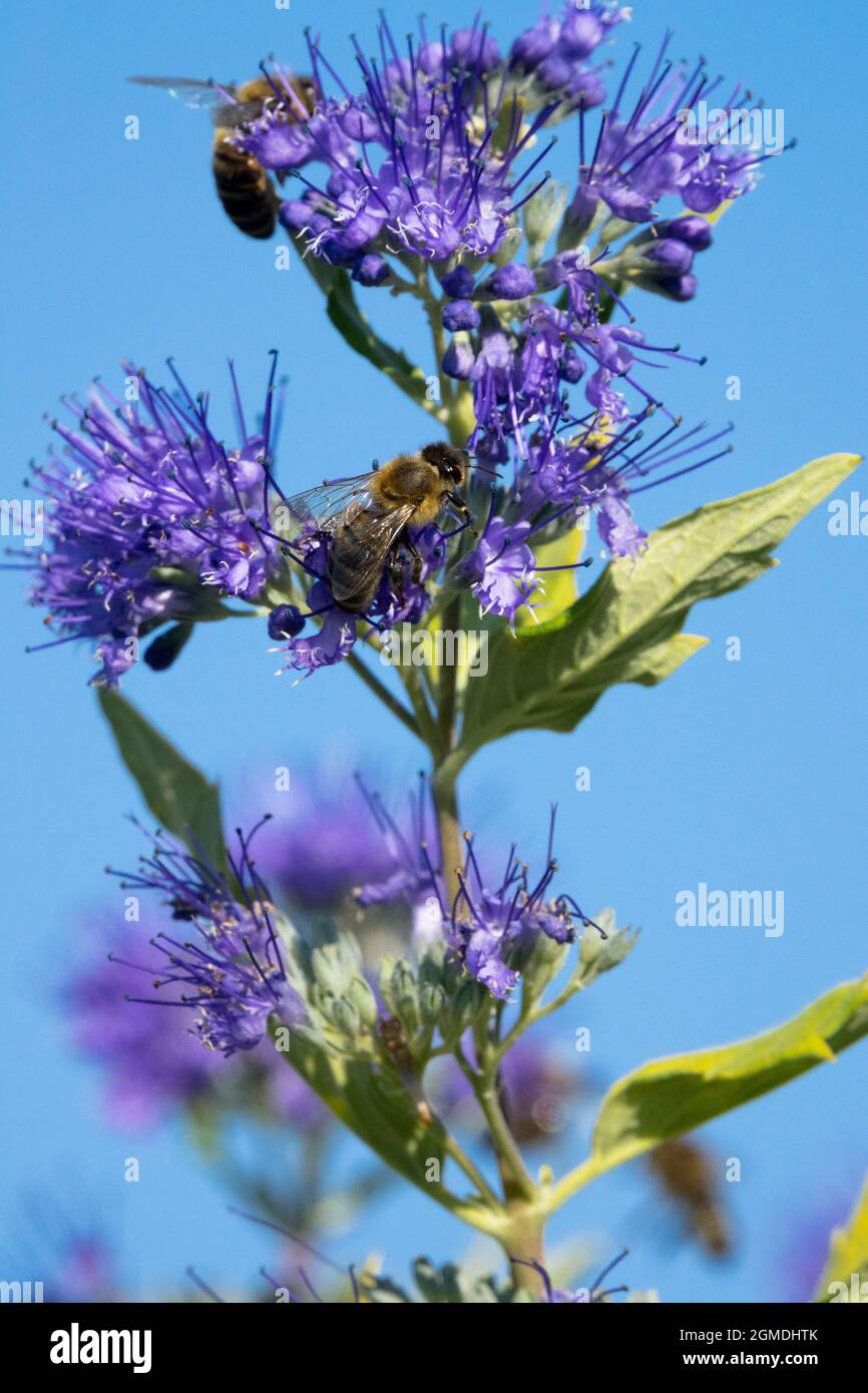 Europäische Honigbiene auf Blue Caryopteris x clandonensis Blume Septemberblüten Stockfoto