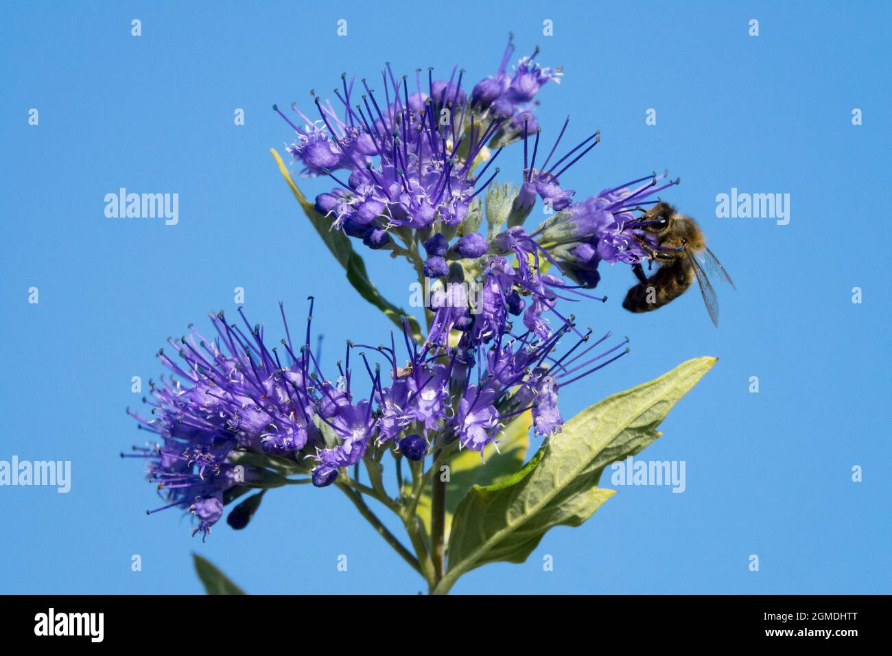 APIs mellifera Europäische Honigbiene auf Blume Caryopteris clandonensis Stockfoto