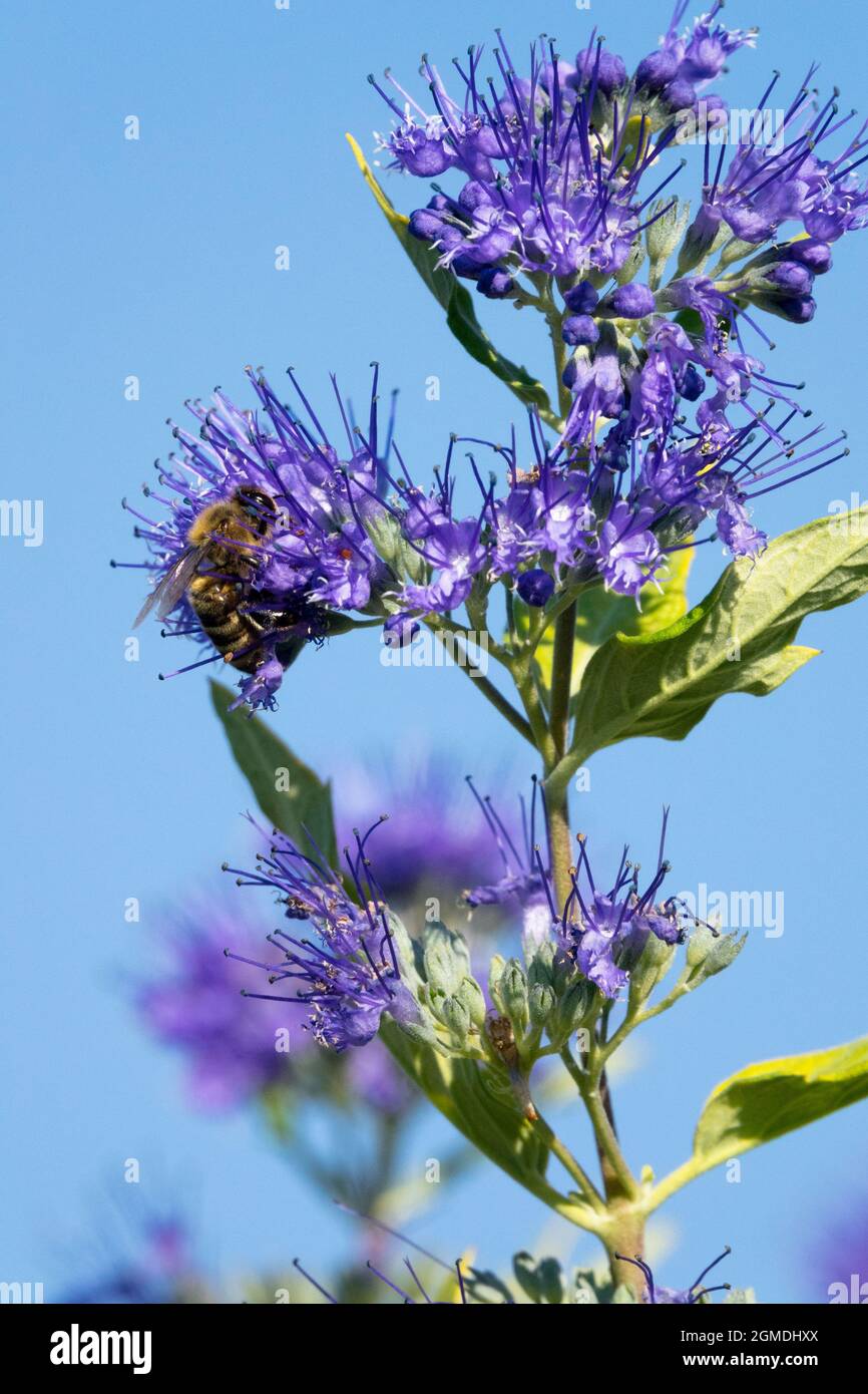 Honigbiene (APIs melifera), die Nektar auf der Blume Caryopteris clandonensis nimmt Stockfoto