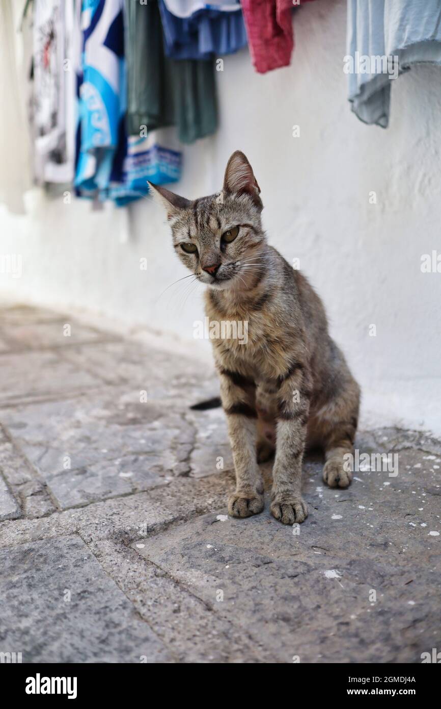 Griechische junge Katze in der Lindos Straße. Schönes Feral Tier in Griechenland. Entzückendes, streunendes Kätzchen auf Rhodos. Stockfoto