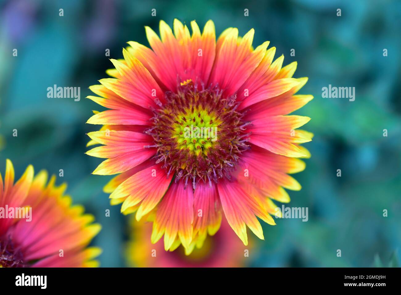 indische Decke Blume, Wildblume vor grünem Hintergrund. Stockfoto