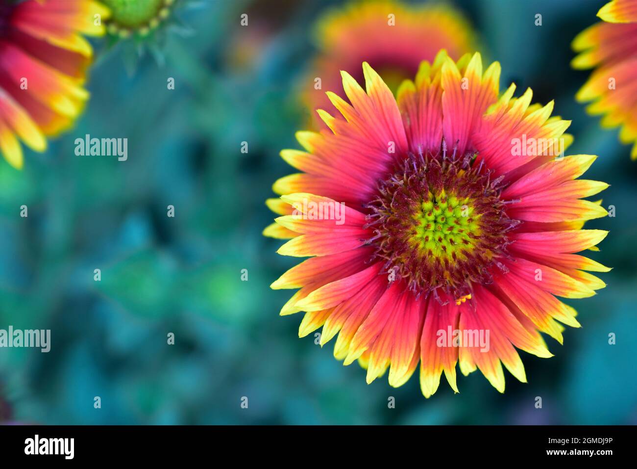 Draufsicht auf gelbe indische Decke Blume, Makrobild der Blume. Stockfoto