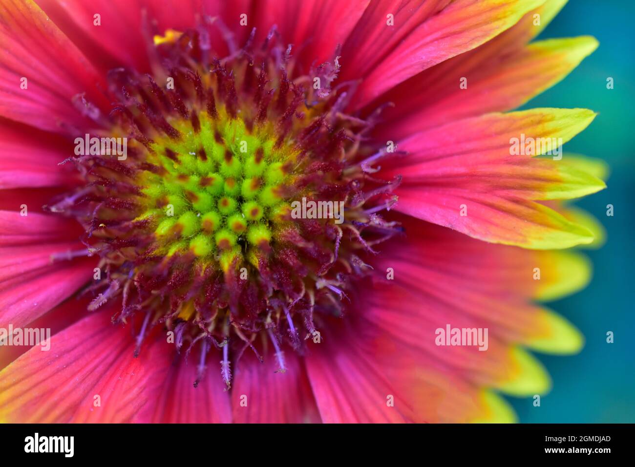 Draufsicht auf Blume Indische Decke, Makrobild Stockfoto