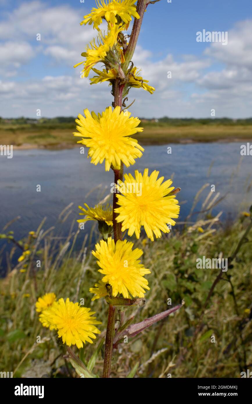 Rough Hawk's-Beard - Crepis vesicaria Stockfoto