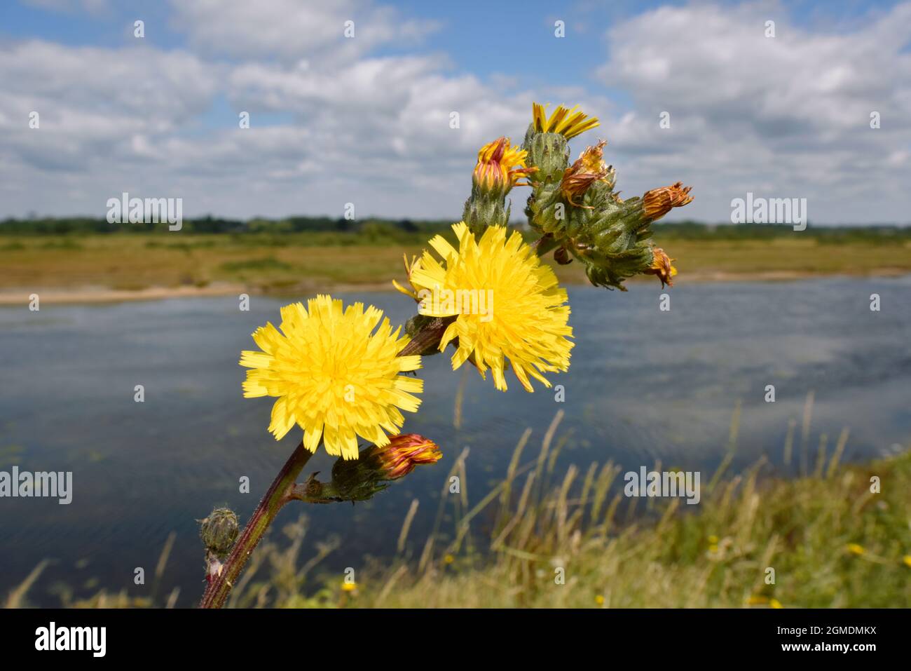 Rough Hawk's-Beard - Crepis vesicaria Stockfoto