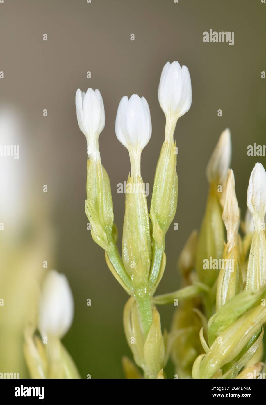 Slender Centaury – Centaurium tenuiflorum Stockfoto