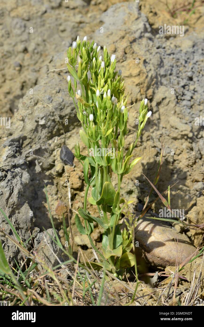 Slender Centaury – Centaurium tenuiflorum Stockfoto