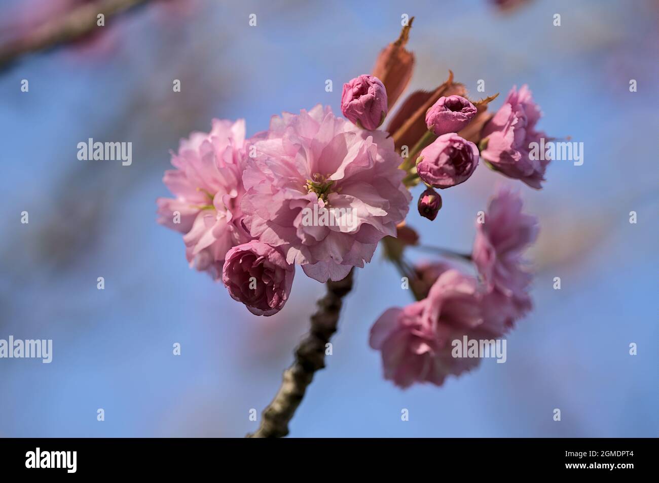 Schöne Nahaufnahme der zarten Frühlingskirsche (Prunus Shogetsu Oku Miyako) blühenden Baumzweig vor blauem Himmel auf dem Universitätscampus Stockfoto