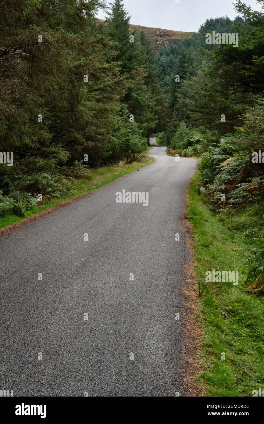 Von Nant Gwrtheyrn aus schlängelt sich eine steile, schmale Straße durch Wälder die Seiten von Yr Eifl hinauf Stockfoto