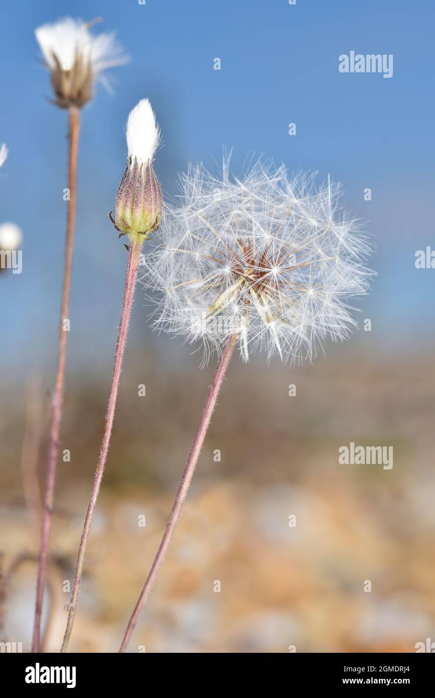 Stinking Hawk's-Beard - Crepis foetida Stockfoto