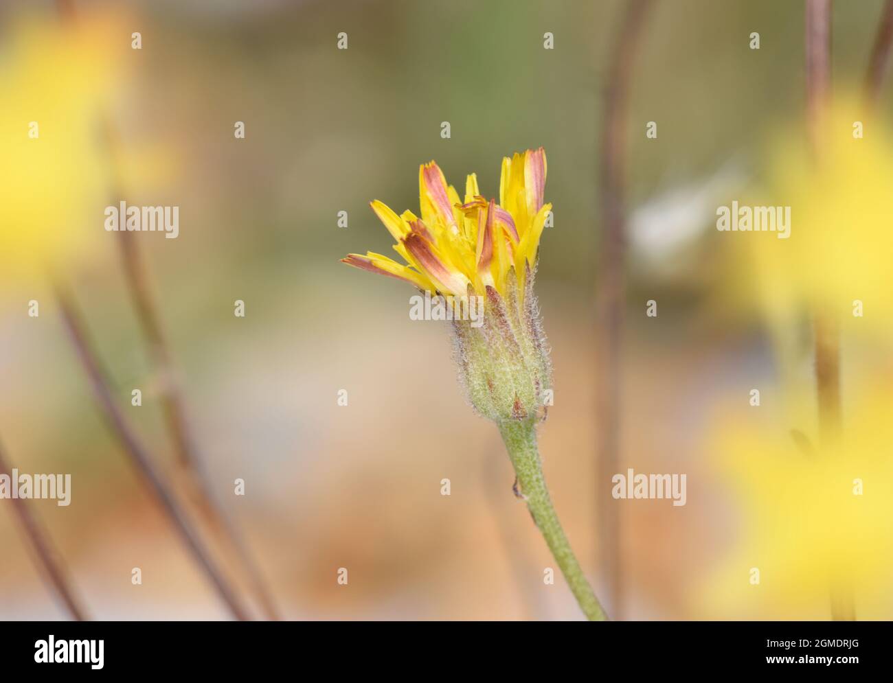 Stinking Hawk's-Beard - Crepis foetida Stockfoto
