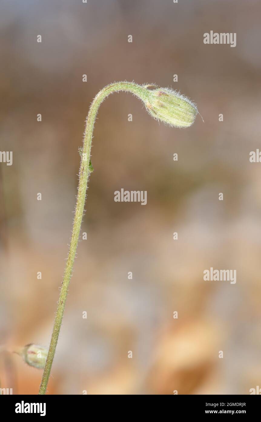 Stinking Hawk's-Beard - Crepis foetida Stockfoto