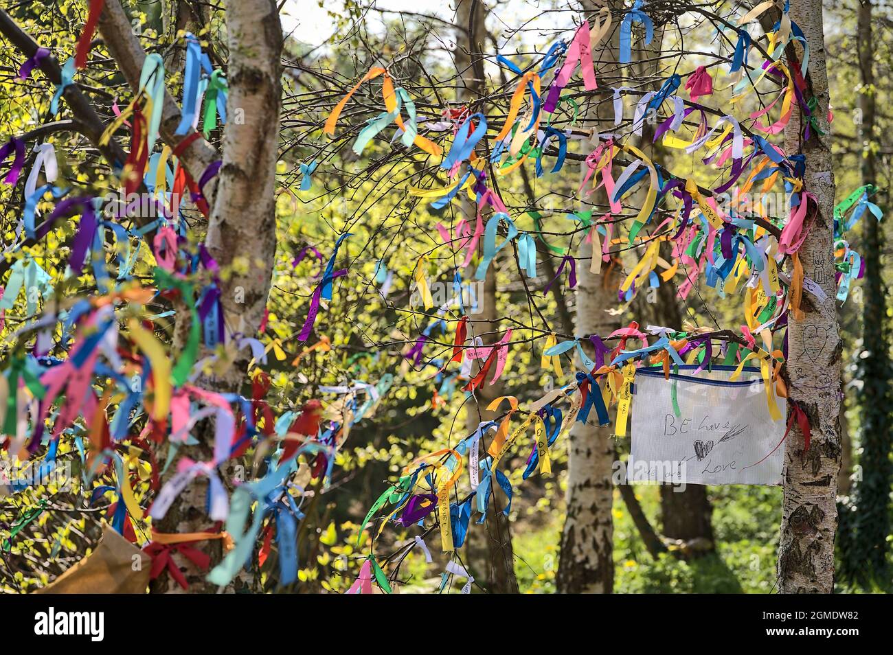 Be Love, We Are Love.Nahaufnahme von vielen Bändern in verschiedenen Farben, die auf Ästen von Frühlingsbirken gebunden sind, die auf dem Universitätscampus in Dublin, Irland, zu sehen sind Stockfoto