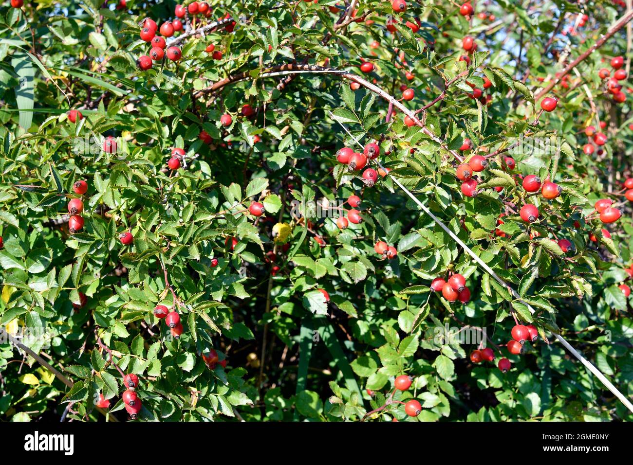 In Österreich können im Nationalpark Neusiedlersee-Seewinkel im Burgenland im Pannonischen Tiefland wilde Rosensamen, sogenannte Hagebutten, zur Konfitüre verwendet werden, Stockfoto