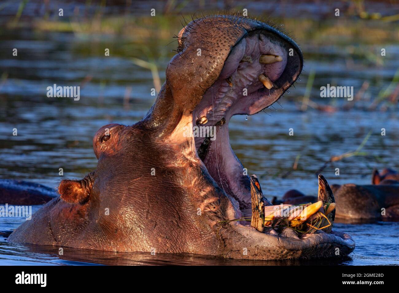 Hippopotamus (Hippopotamus amphibius) im Chobe River im Chobe National Park, Botswana. Stockfoto