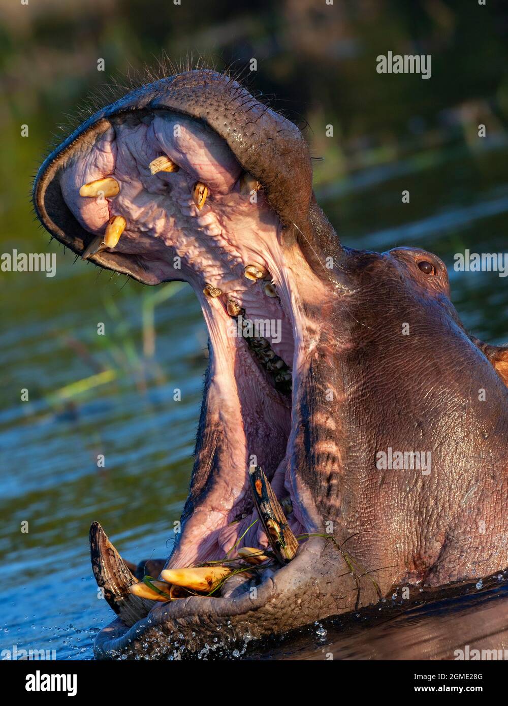 Hippopotamus (Hippopotamus amphibius) im Chobe River im Chobe National Park, Botswana. Stockfoto