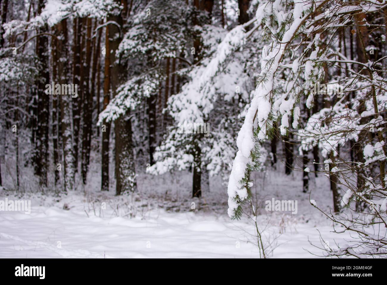 Winterwald. Schneebedeckter Tannenzweig im Vordergrund. Im Hintergrund sind an einem frostigen Wintertag Baumstämme zu sehen. Selektiver Fokus auf einen Zweig. Stockfoto