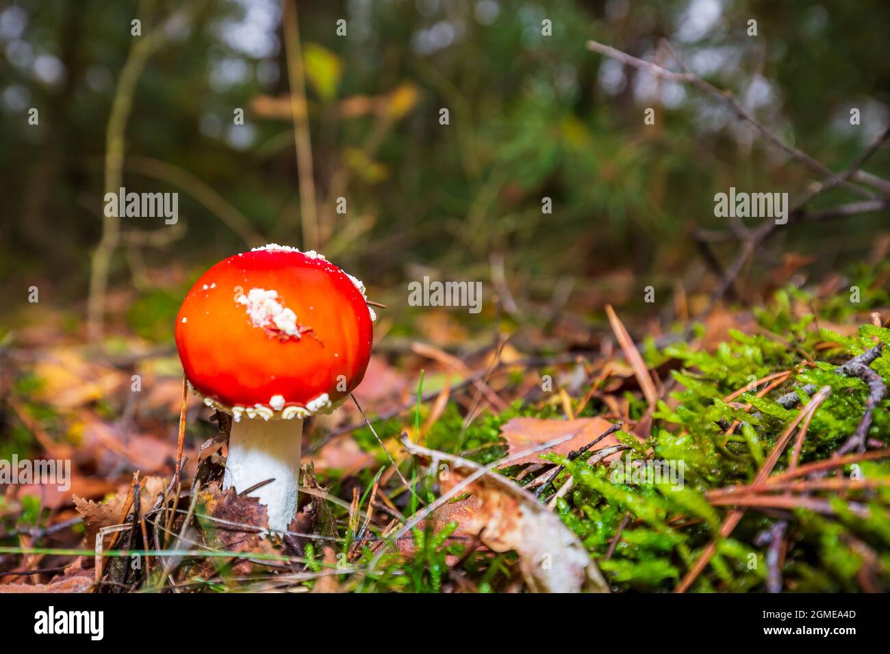 Amanita muscaria, fly Agaric oder amanita basidiomycota muscimol Pilz mit typischen weißen Flecken auf einem Red Hat in einem Wald fliegen. Natürliches Licht, lebendige Stockfoto