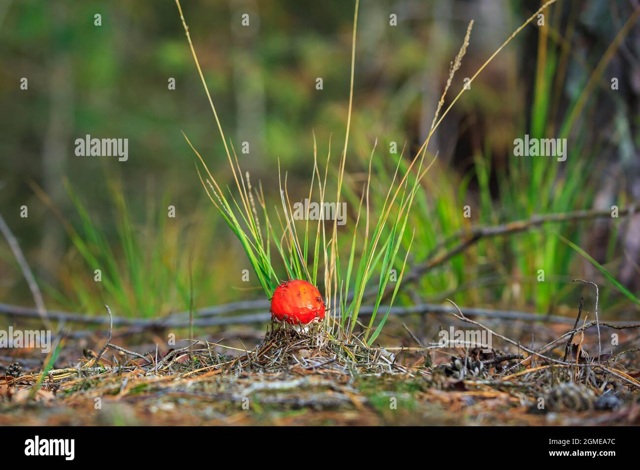 Traumhafte Aganita muscaria, fliegen agarisch oder fliegen Aganita basidiomycota muscimol Pilz mit typischen weißen Flecken auf einem roten Hut in einem Wald. Tageslicht Stockfoto