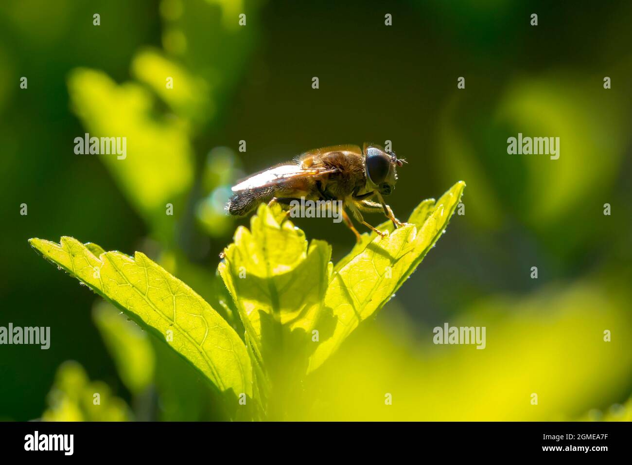 Eristalis pertinax Schwebfliege Insekt Nahaufnahme. Stockfoto