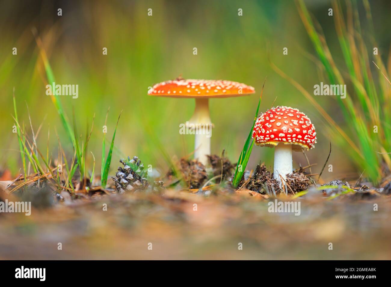 Traumhafte Aganita muscaria, fliegen agarisch oder fliegen Aganita basidiomycota muscimol Pilz mit typischen weißen Flecken auf einem roten Hut in einem Wald. Tageslicht Stockfoto