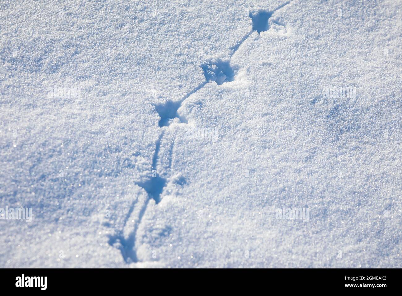 Tierfußabdrücke im Schnee, kaltes Winterjagdkonzept. Stockfoto