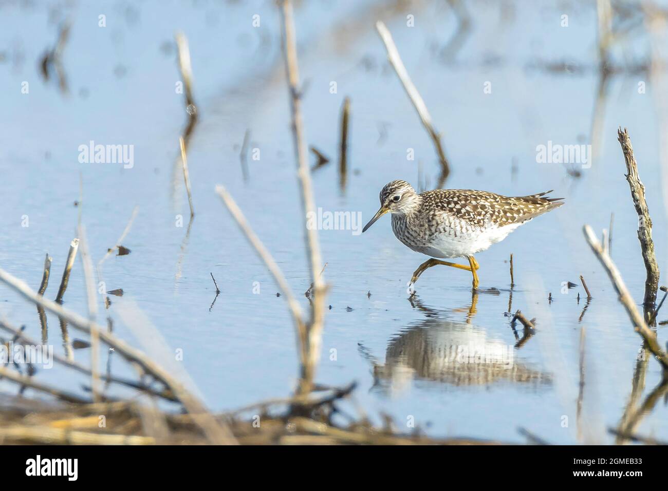 Holzschleifer, Tringa glareola, Vögel auf der Nahrungssuche im Wasser. Stockfoto