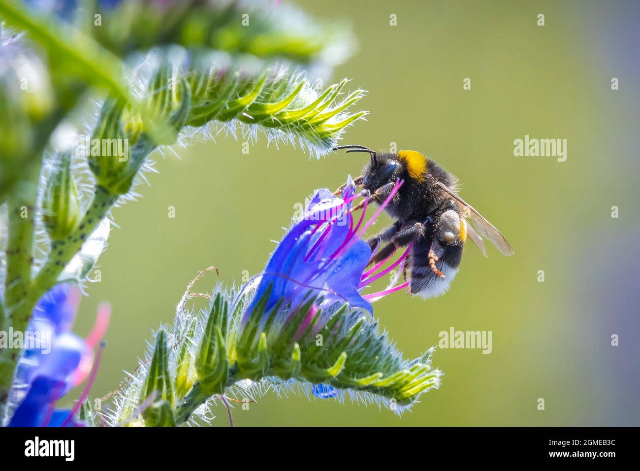 Nahaufnahme eines Bombus terrestris, die Buff-tailed Hummel oder große Erde Bumblebee, Fütterung Nektar der Blüten rosa Stockfoto