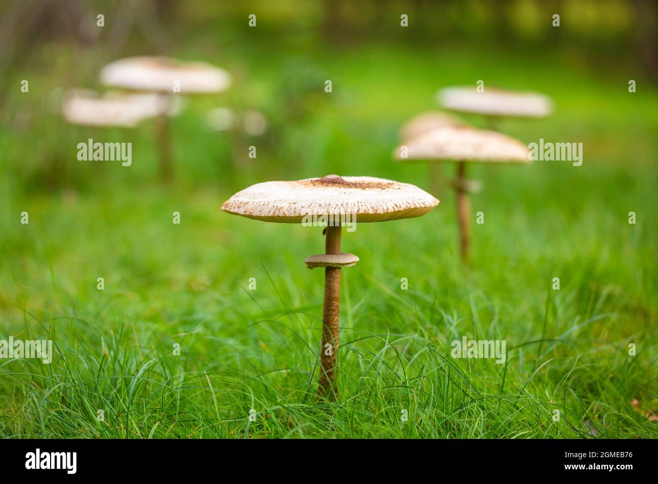Nahaufnahme einer Macrolepiota procera, des Sonnenschirmpilzes, in einem Feenring. Ein Basidiomycete Pilz mit einem großen, prominenten Fruchtkörper ähnlich einem pa Stockfoto