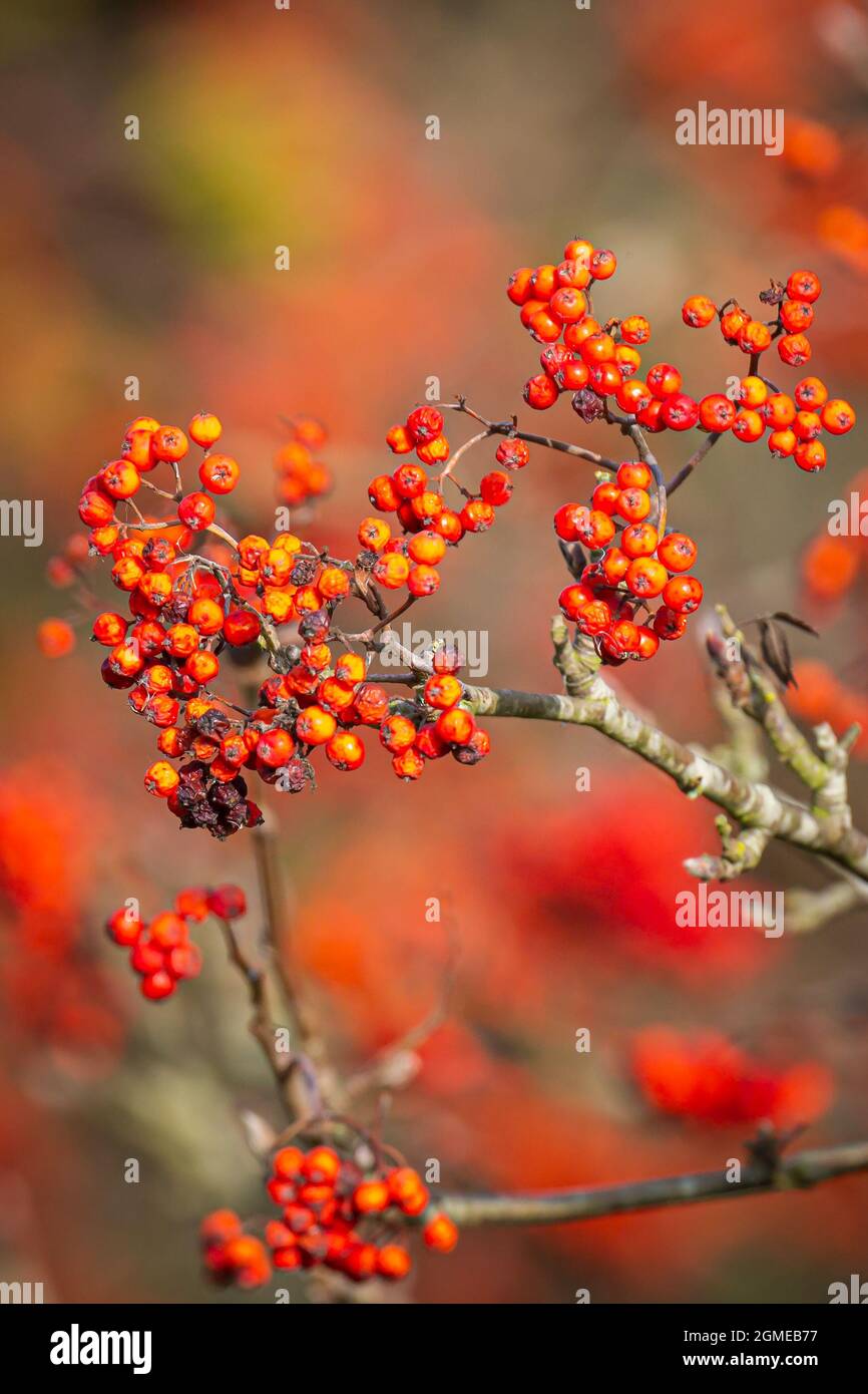 Orange Obst Beeren eines Sorbus aucuparia Baum, die gemeinhin als Rowan und Asche. Blühende im hellen Sonnenlicht im Herbst. Stockfoto