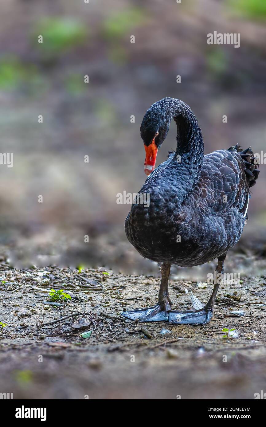 Schwarzer Schwamm in der Nähe eines Sees sieht aus wie ein Gefühl allein und traurig Stockfoto