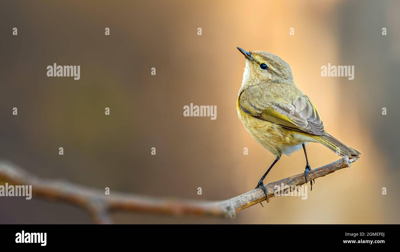 Waldsänger, der aufschaut und auf einem Baum sitzt Stockfoto