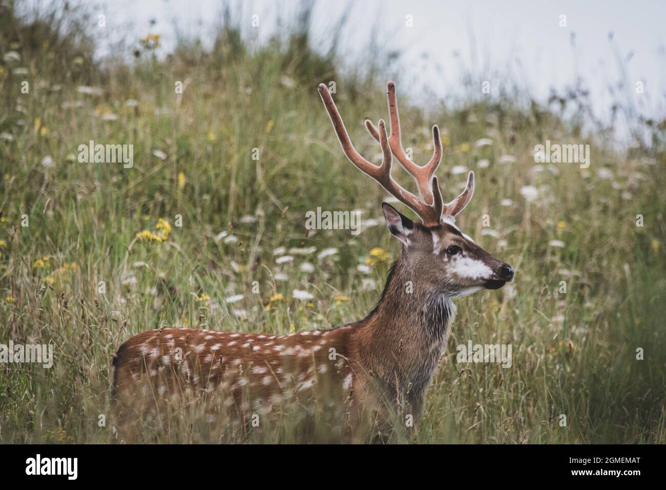 Sika-Hirsche Stockfoto