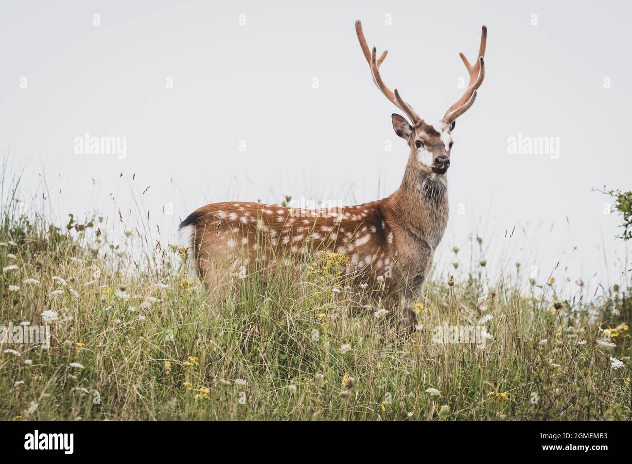 Sika-Hirsche Stockfoto