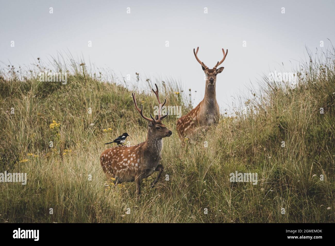 Sika-Hirsche Stockfoto