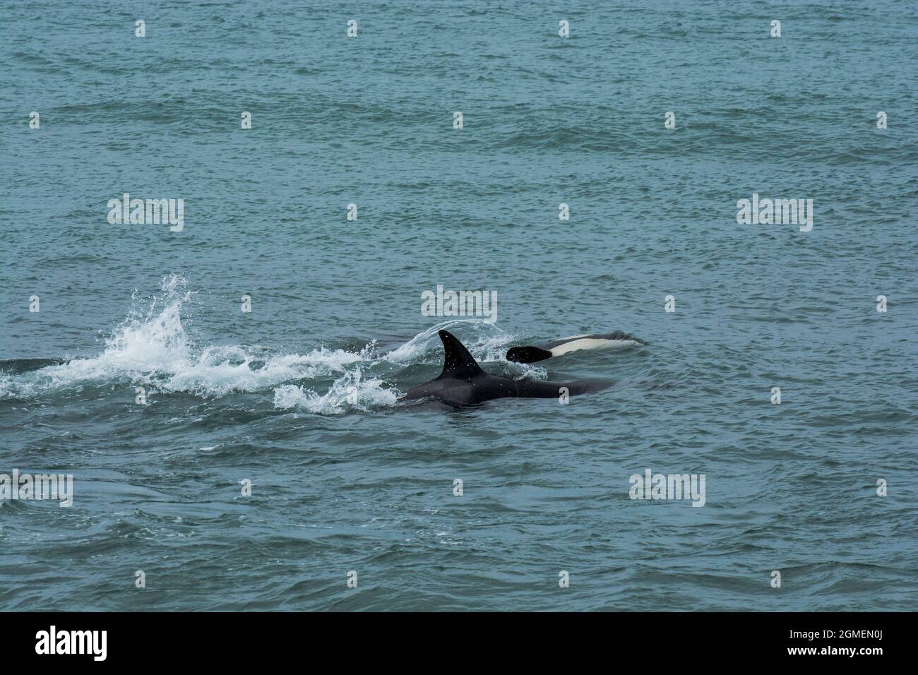 Killerwal Jagd Seelöwen, Halbinsel Valdes, Patagonien, Argentinien Stockfoto