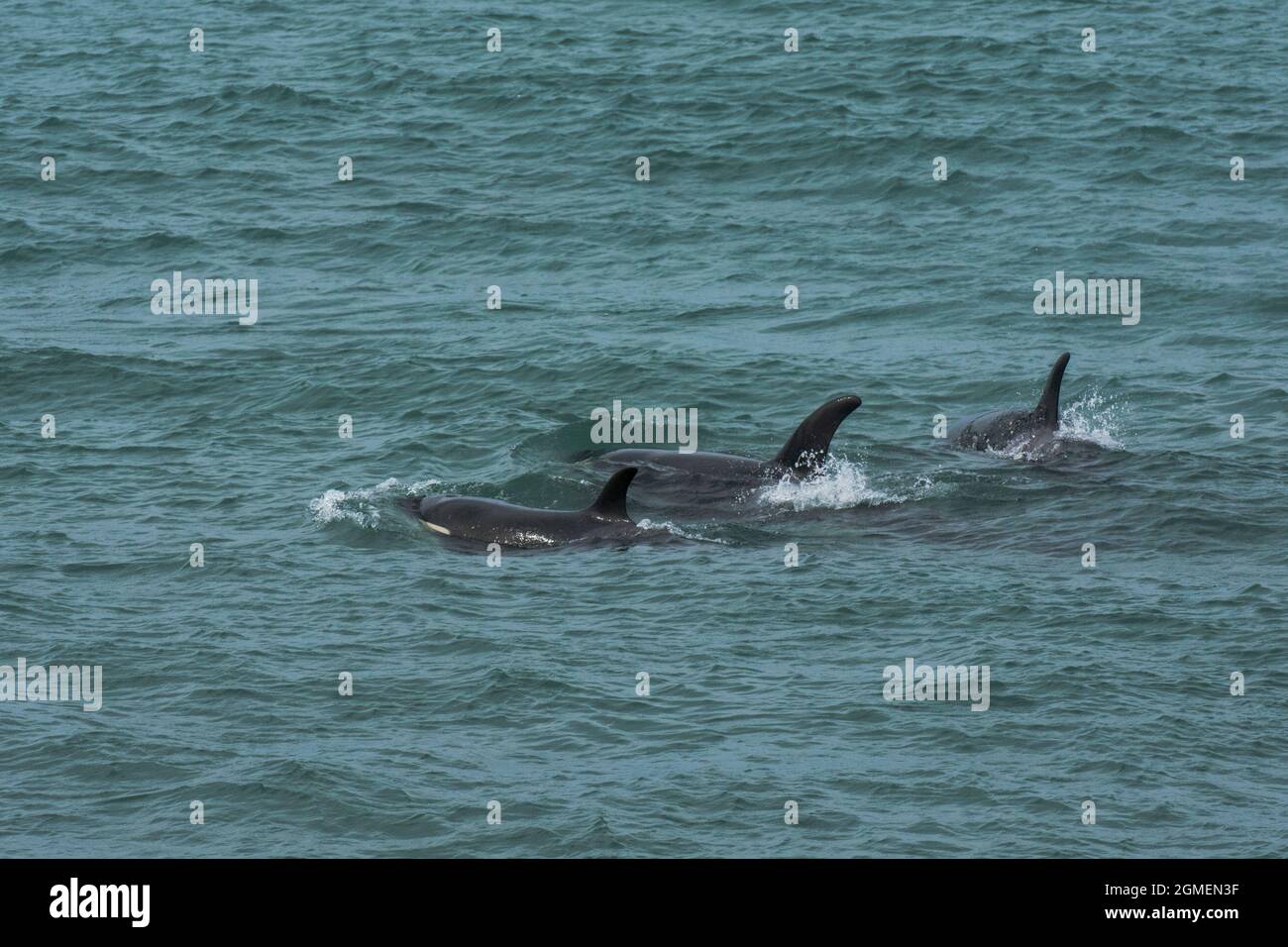 Killerwal Jagd Seelöwen, Halbinsel Valdes, Patagonien, Argentinien Stockfoto