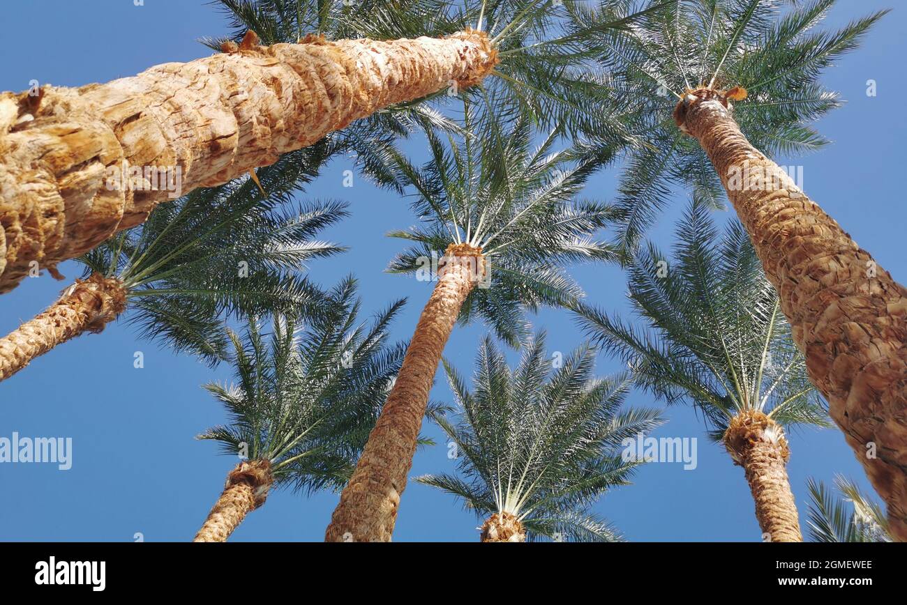 Wunderschöner tropischer Strand mit Kokospalmen im Hintergrund. Stockfoto