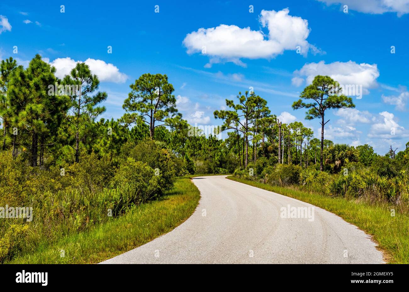 Webb Lake Road in Babcock Webb Wildlife Management Area in Punta Gorda Florida USA Stockfoto