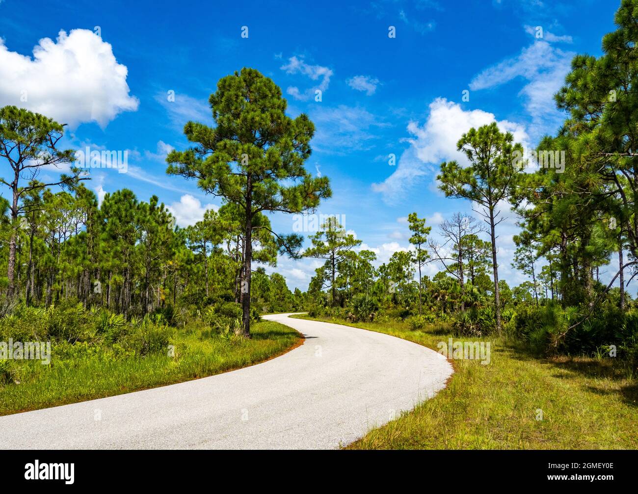 Webb Lake Road in Babcock Webb Wildlife Management Area in Punta Gorda Florida USA Stockfoto