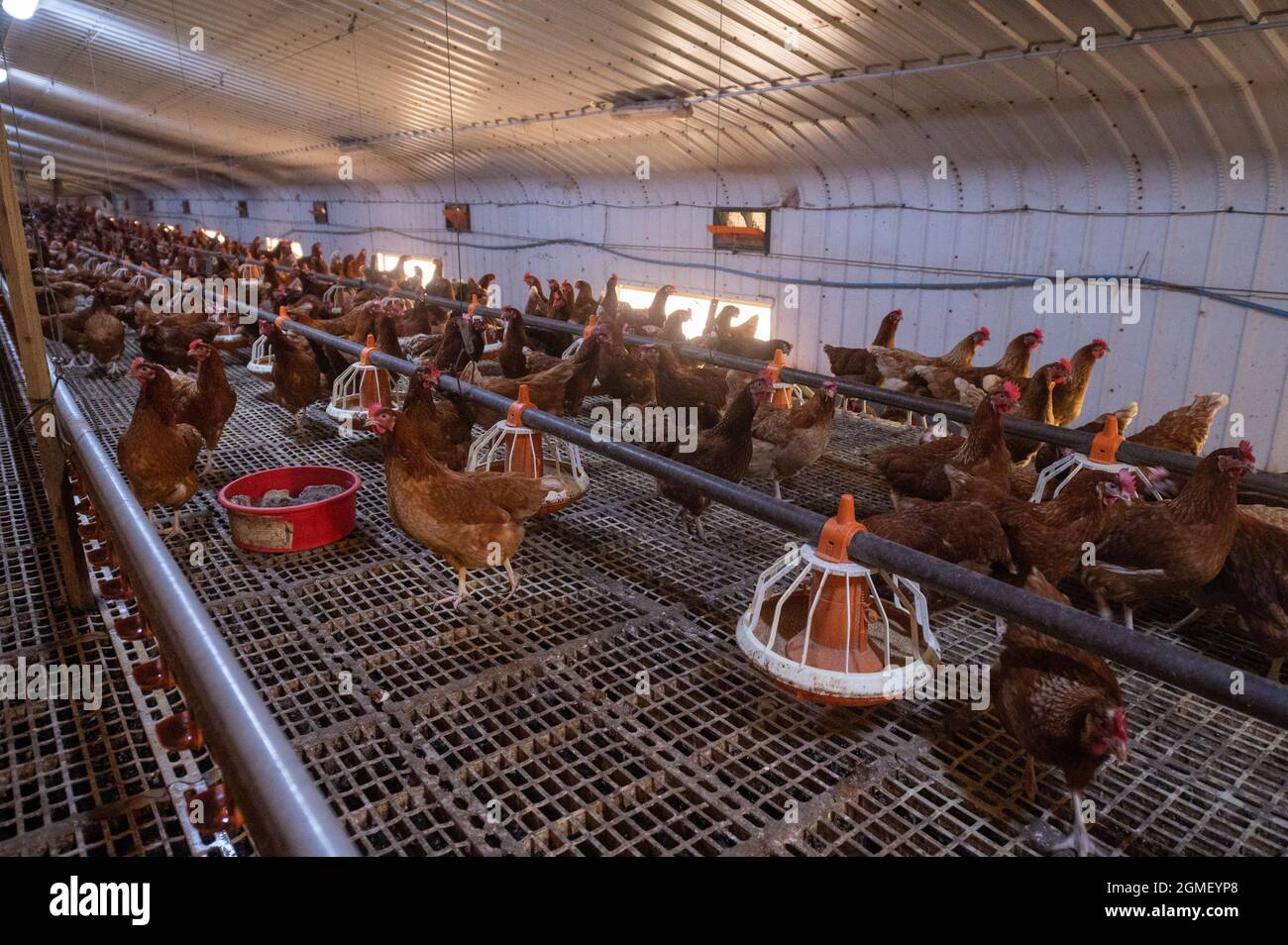 Hühnereifarm mit Freilandhaltung Stockfoto