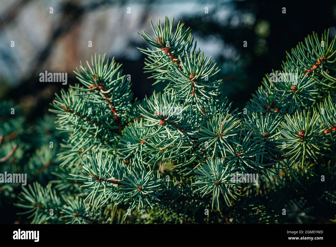 Fichtenbaum Zweig mit grünen Nadeln Natur Hintergrund. Sommer Wald Details. Stockfoto