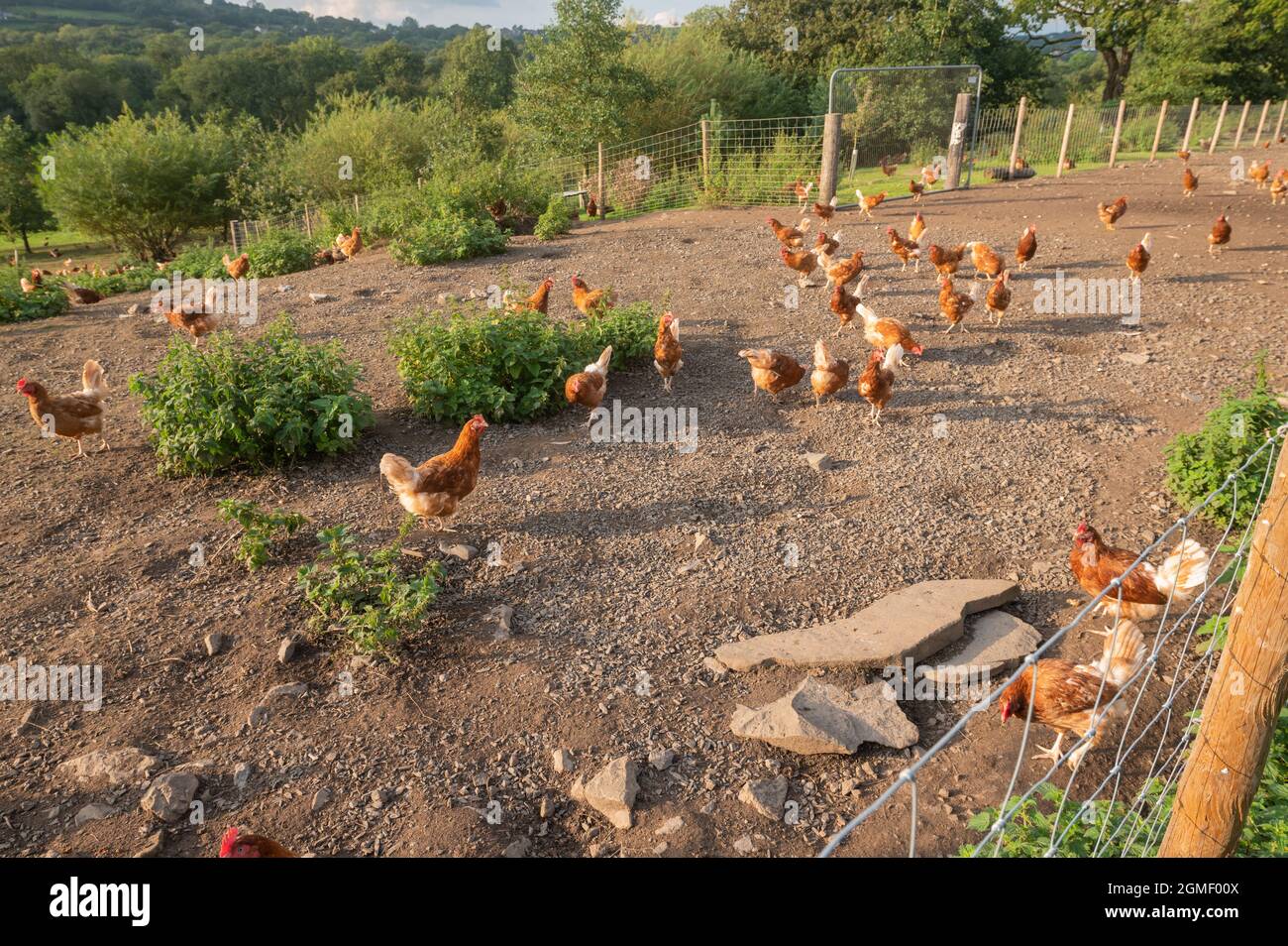 Hühnereifarm mit Freilandhaltung Stockfoto